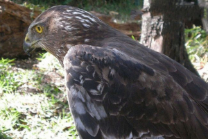 Lun majara Lun majara